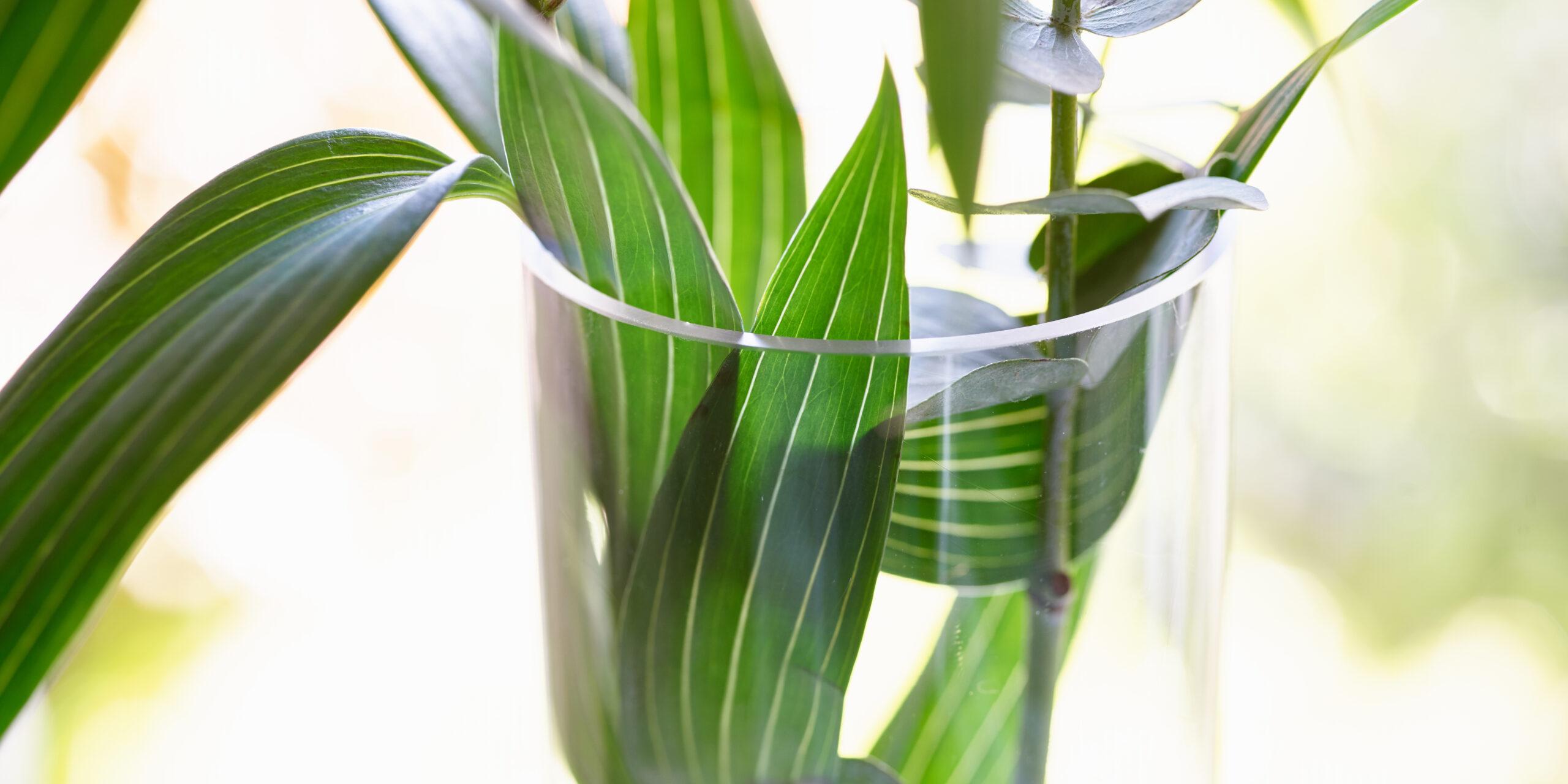 Biokinematik & Medical Wellness